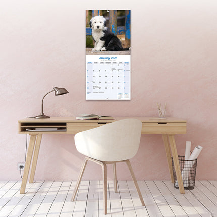 Avonside Old English Sheepdog Kalender 2026