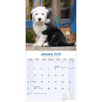 Avonside Old English Sheepdog Kalender 2026