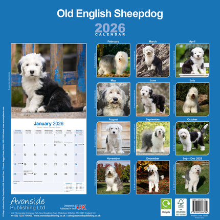 Avonside Old English Sheepdog Kalender 2026