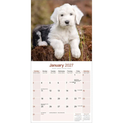 Avonside Old English Sheepdog Kalender 2027