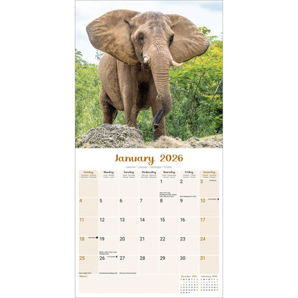 Avonside Olifanten Kalender 2026