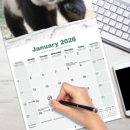 Avonside Panda Kalender 2026