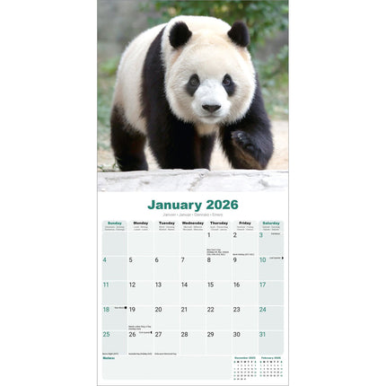 Avonside Panda Kalender 2026