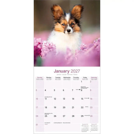 Avonside Papillon Kalender 2027