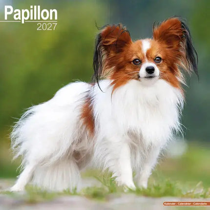 Avonside Papillon Kalender 2027