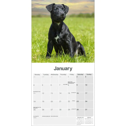 Avonside Patterdale Terrier Kalender 2027