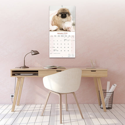 Avonside Pekingees Kalender 2026