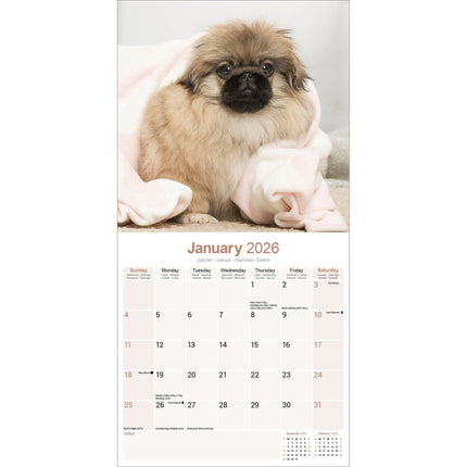 Avonside Pekingees Kalender 2026