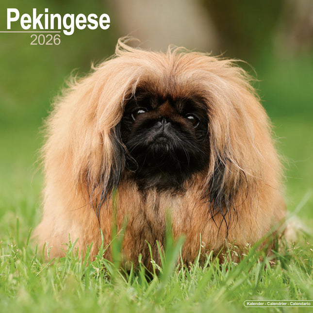 Avonside Pekingees Kalender 2026