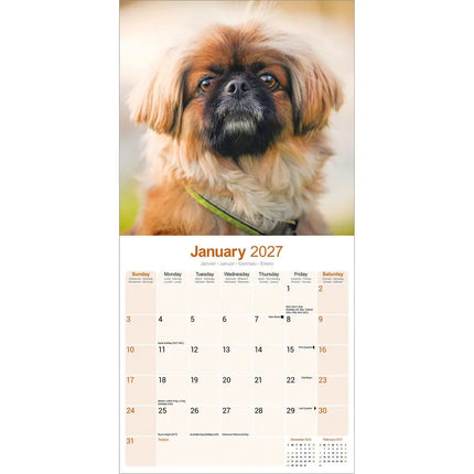 Avonside Pekingees Kalender 2027