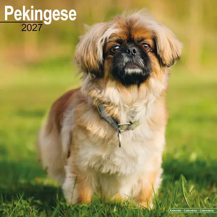 Avonside Pekingees Kalender 2027