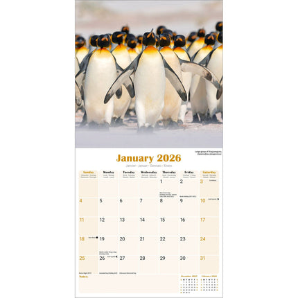 Avonside Pinguin Kalender 2026