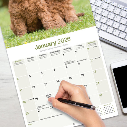 Avonside Poedel Kalender 2026
