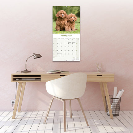 Avonside Poedel Kalender 2026