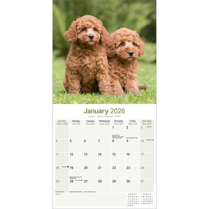 Avonside Poedel Kalender 2026