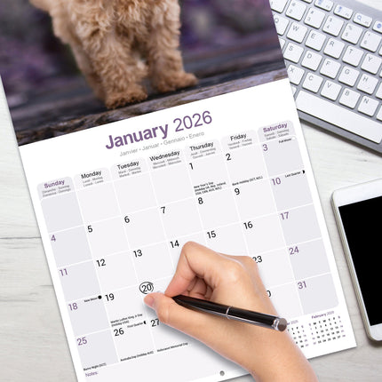Avonside Poedel Toy en Miniatuur Kalender 2026