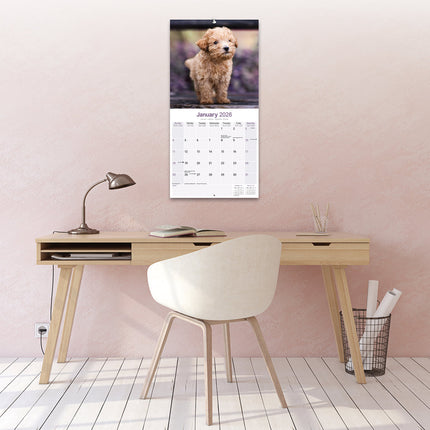 Avonside Poedel Toy en Miniatuur Kalender 2026