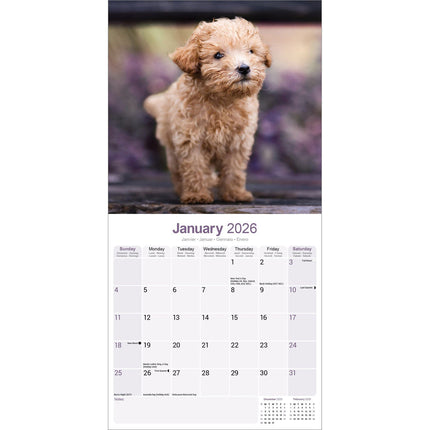 Avonside Poedel Toy en Miniatuur Kalender 2026