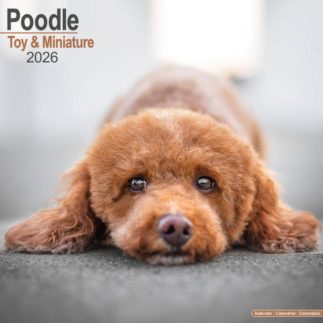 Avonside Poedel Toy en Miniatuur Kalender 2026