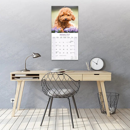 Avonside Poedel Toy en Miniatuur Kalender 2027