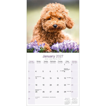 Avonside Poedel Toy en Miniatuur Kalender 2027