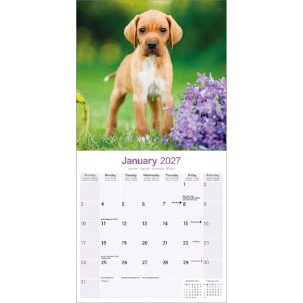 Avonside Pointer Kalender 2027