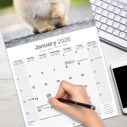 Avonside Pomeranian Kalender 2026