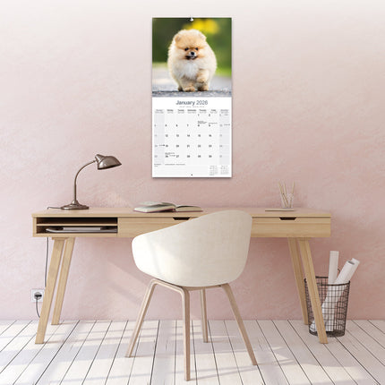Avonside Pomeranian Kalender 2026