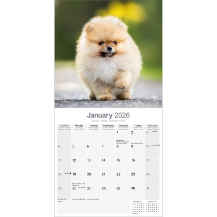 Avonside Pomeranian Kalender 2026