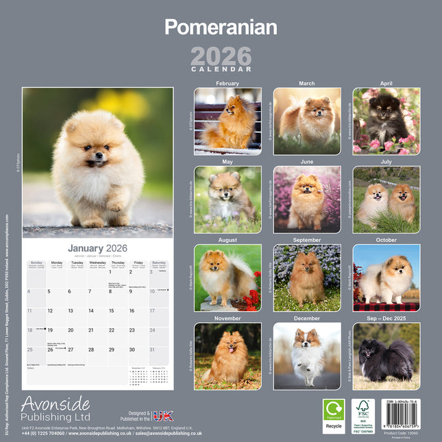 Avonside Pomeranian Kalender 2026