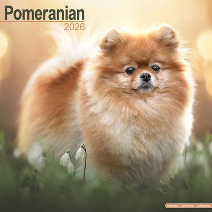 Avonside Pomeranian Kalender 2026