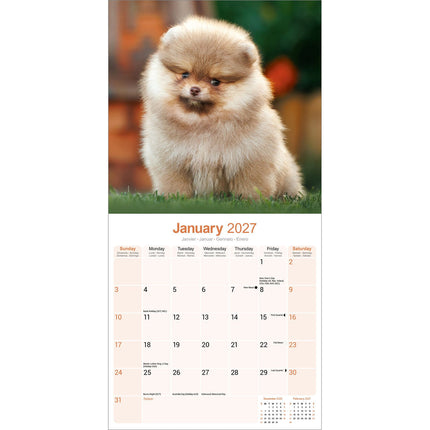 Avonside Pomeranian Kalender 2027