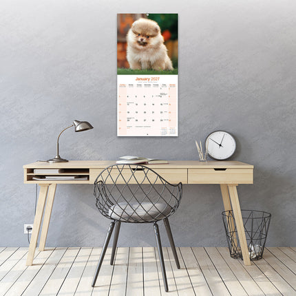 Avonside Pomeranian Kalender 2027