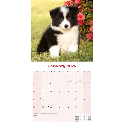 Avonside Puppies Kalender 2026