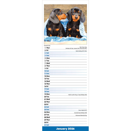 Avonside Puppies Kalender 2026 Slimline