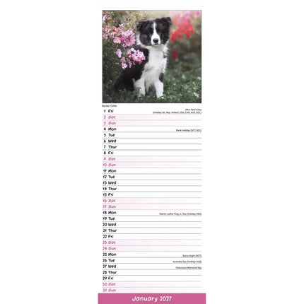 Avonside Puppies Slimline Kalender 2027