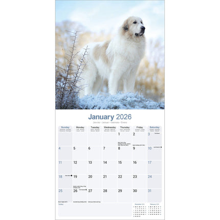 Avonside Pyreneese Berghond Kalender 2026