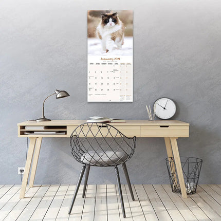 Avonside Ragdoll Kalender 2027