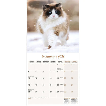 Avonside Ragdoll Kalender 2027