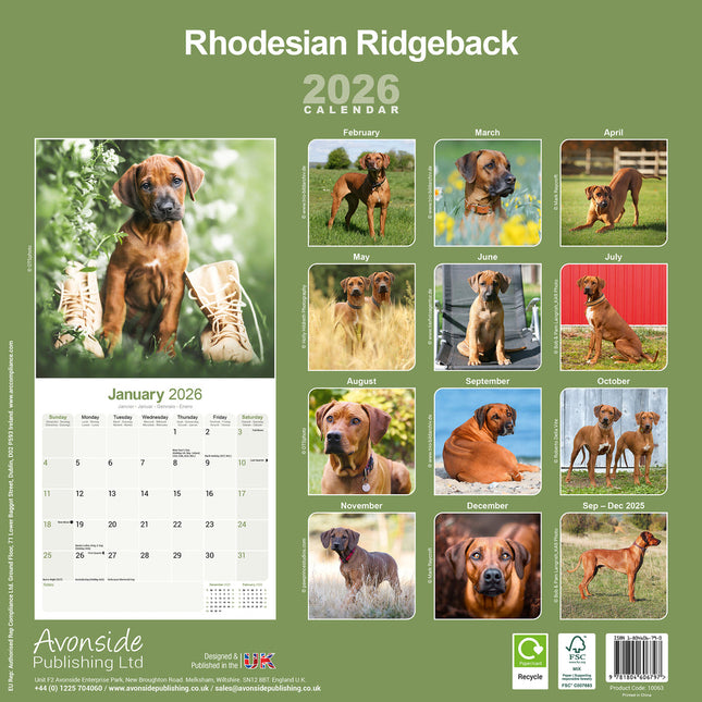 Avonside Rhodesian Ridgeback Kalender 2026