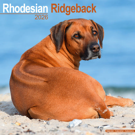 Avonside Rhodesian Ridgeback Kalender 2026