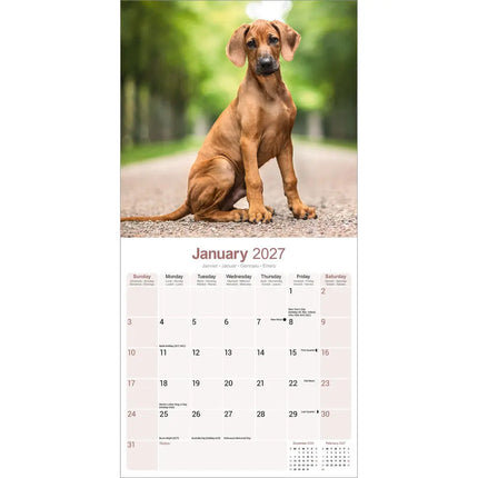 Avonside Rhodesian Ridgeback Kalender 2027