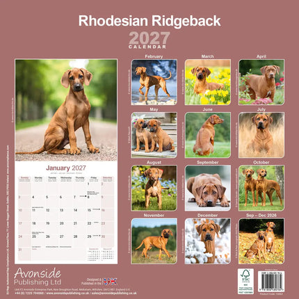 Avonside Rhodesian Ridgeback Kalender 2027