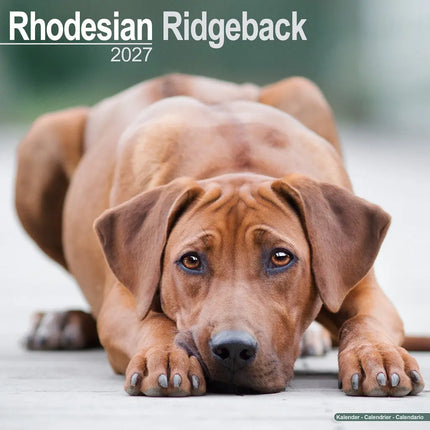 Avonside Rhodesian Ridgeback Kalender 2027
