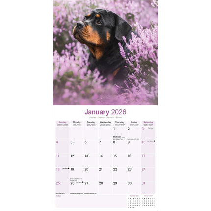 Avonside Rottweiler Kalender 2026