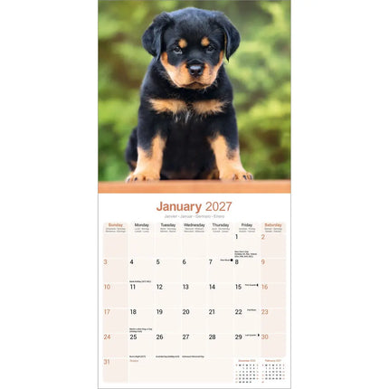 Avonside Rottweiler Kalender 2027