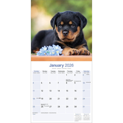Avonside Rottweiler Puppies Kalender 2026