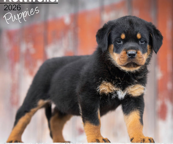 Buying Rottweiler Puppies Calendar 2026 Order easily online