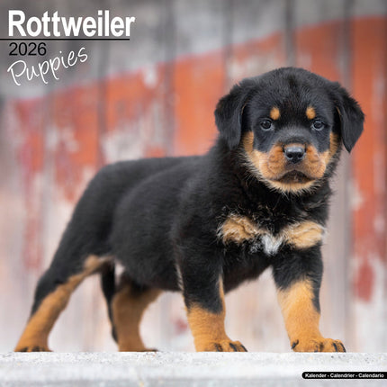 Avonside Rottweiler Puppies Kalender 2026