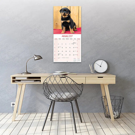 Avonside Rottweiler Puppies Kalender 2027